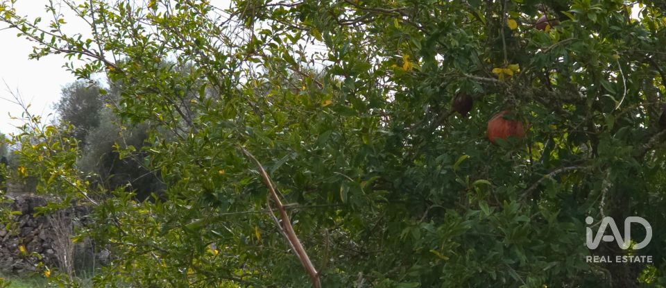 Land of 14,125 m² in Santa Margalida (07450)