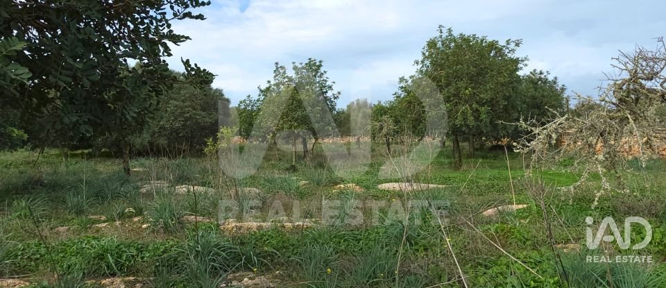 Land of 14,125 m² in Santa Margalida (07450)