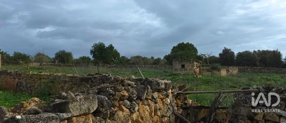 Land of 14,125 m² in Santa Margalida (07450)