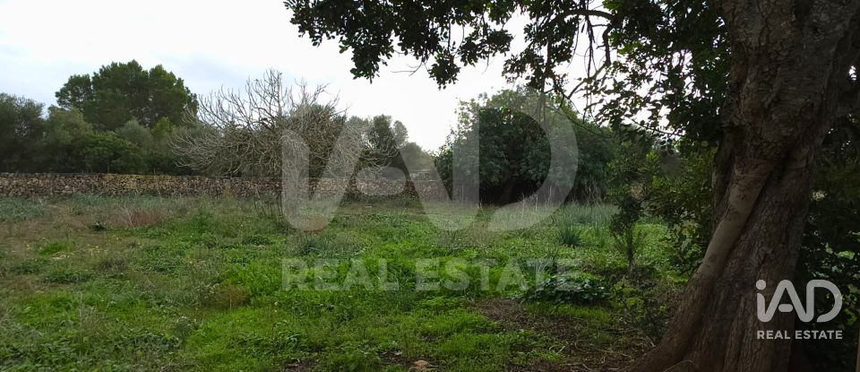 Land of 14,125 m² in Santa Margalida (07450)