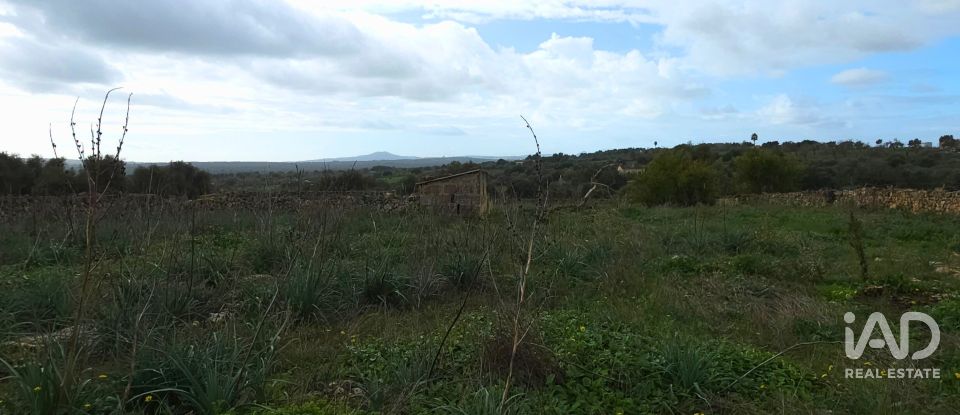 Land of 14,125 m² in Santa Margalida (07450)