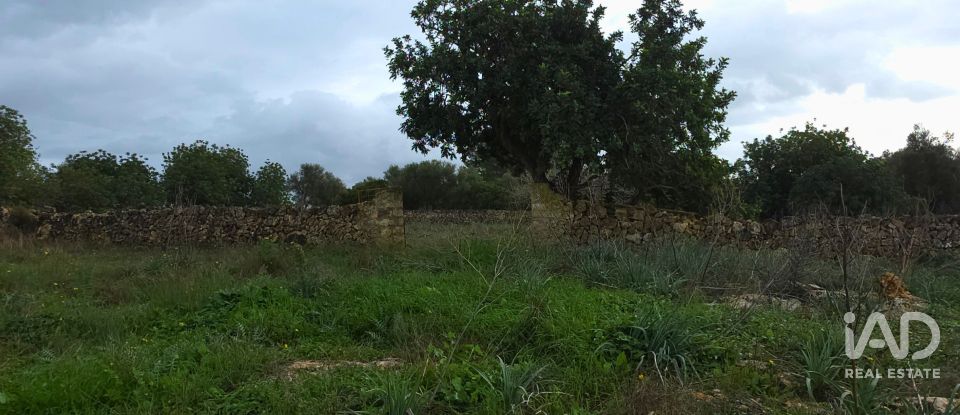 Land of 14,125 m² in Santa Margalida (07450)