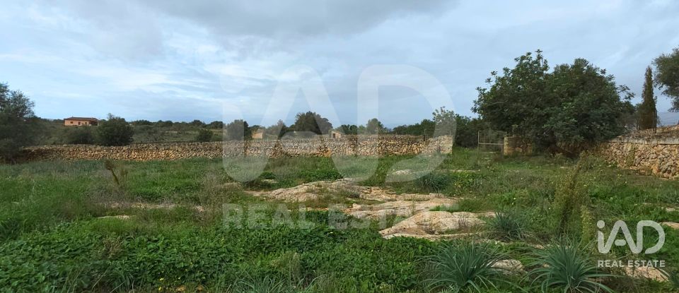 Land of 14,125 m² in Santa Margalida (07450)