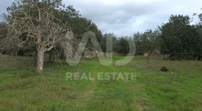Land of 14,172 m² in Santa Margalida (07450)