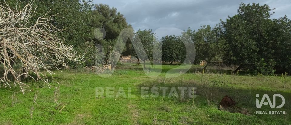Land of 14,172 m² in Santa Margalida (07450)