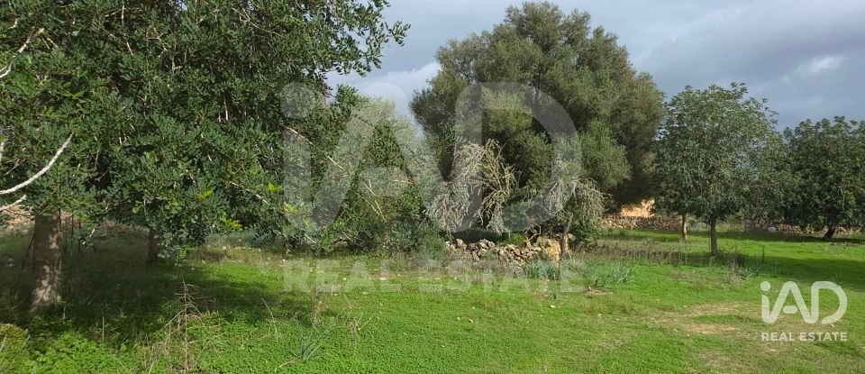 Land of 14,172 m² in Santa Margalida (07450)