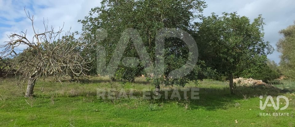 Land of 14,172 m² in Santa Margalida (07450)