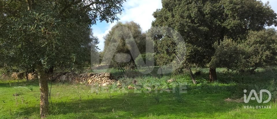 Land of 14,172 m² in Santa Margalida (07450)