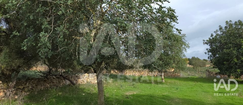 Land of 14,172 m² in Santa Margalida (07450)