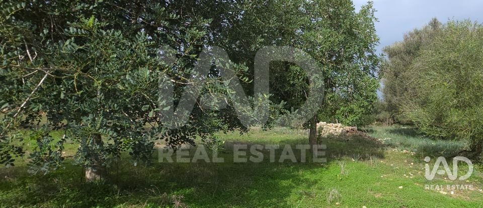 Land of 14,172 m² in Santa Margalida (07450)