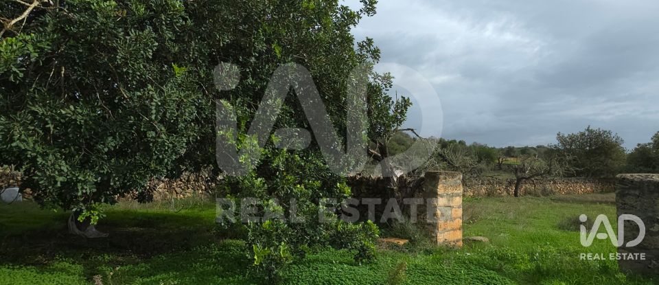 Land of 14,172 m² in Santa Margalida (07450)