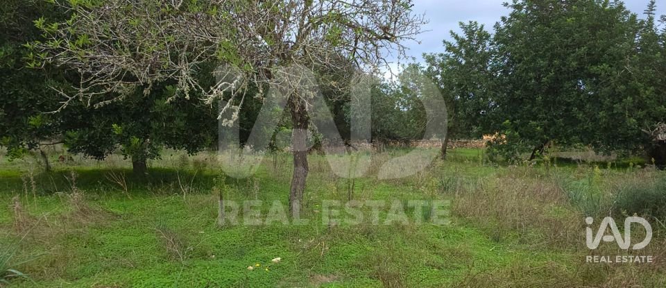 Land of 14,172 m² in Santa Margalida (07450)