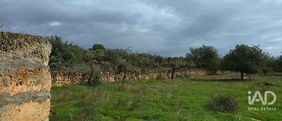 Land of 14,172 m² in Santa Margalida (07450)