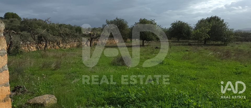 Land of 14,172 m² in Santa Margalida (07450)