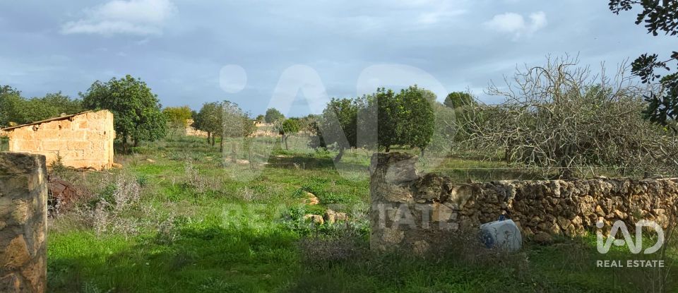 Land of 14,172 m² in Santa Margalida (07450)