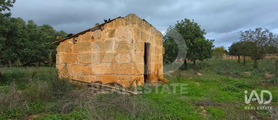 Land of 14,172 m² in Santa Margalida (07450)