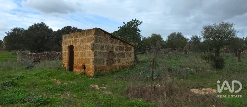 Land of 14,172 m² in Santa Margalida (07450)