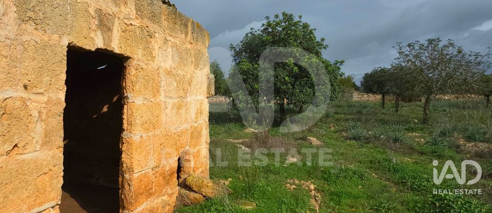 Land of 14,172 m² in Santa Margalida (07450)