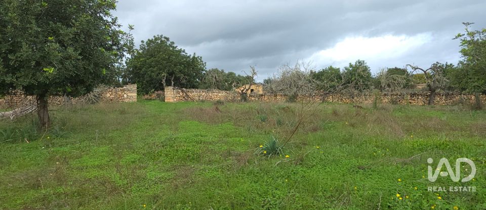 Land of 14,172 m² in Santa Margalida (07450)