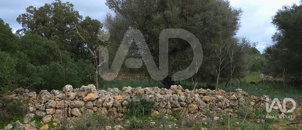 Land of 14,172 m² in Santa Margalida (07450)