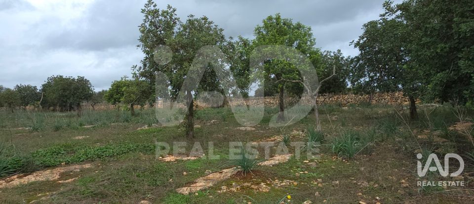 Land of 14,172 m² in Santa Margalida (07450)