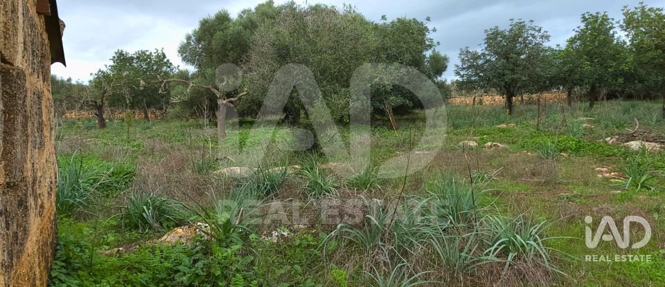 Land of 14,172 m² in Santa Margalida (07450)