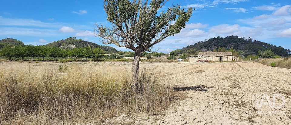 Land of 14,060 m² in Sineu (07510)