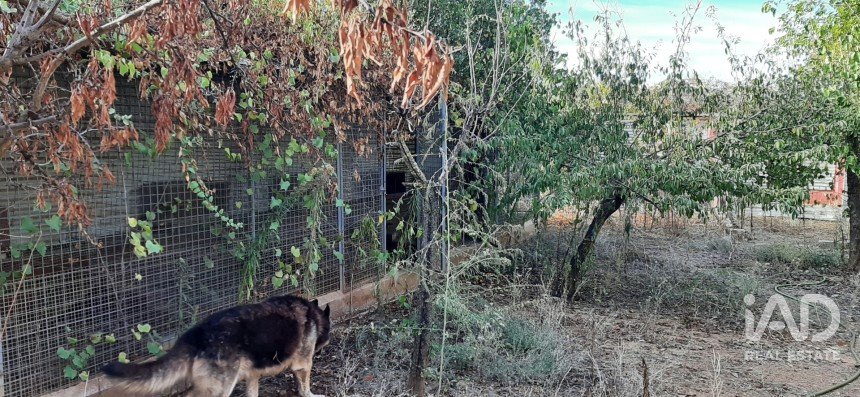 Terreno agricola de 9.850 m² en Las Navas de Las Concepcion (41460)