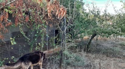 Terreno agricola de 9.850 m² en Las Navas de Las Concepcion (41460)