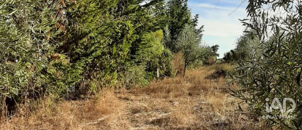 Terreno agricola de 9.850 m² en Las Navas de Las Concepcion (41460)