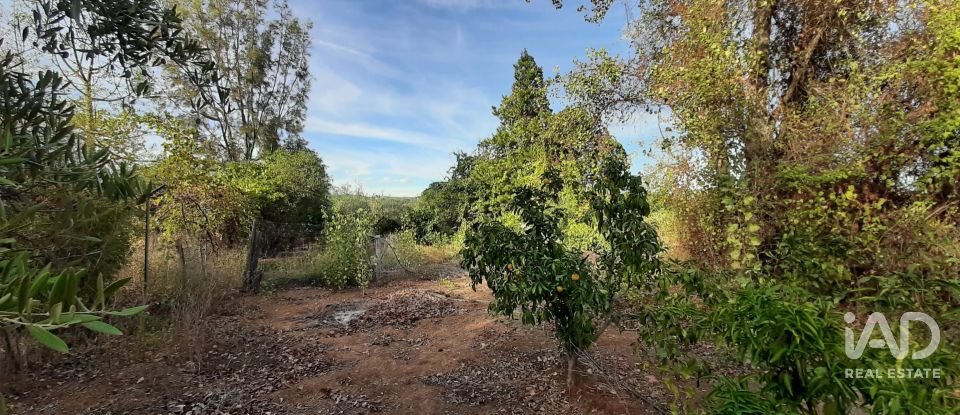 Terreno agricola de 9.850 m² en Las Navas de Las Concepcion (41460)