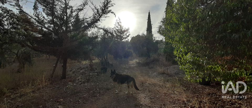 Terreno agricola de 9.850 m² en Las Navas de Las Concepcion (41460)