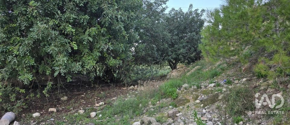 Land of 7,695 m² in El Verger (03770)