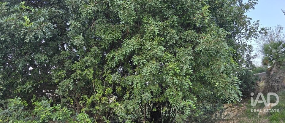 Land of 7,695 m² in El Verger (03770)