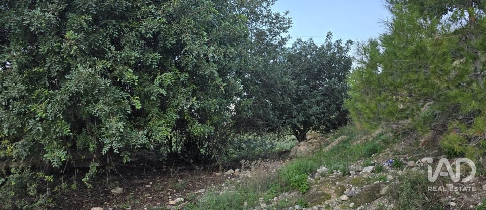 Land of 7,695 m² in El Verger (03770)