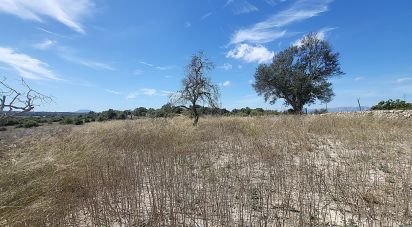 Farm land of 5,983 m² in Llubí (07430)