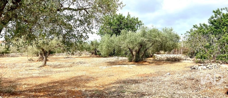 Land of 7,000 m² in L'Ampolla (43895)