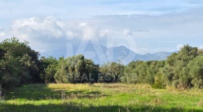 Land of 22,239 m² in Muro (07440)