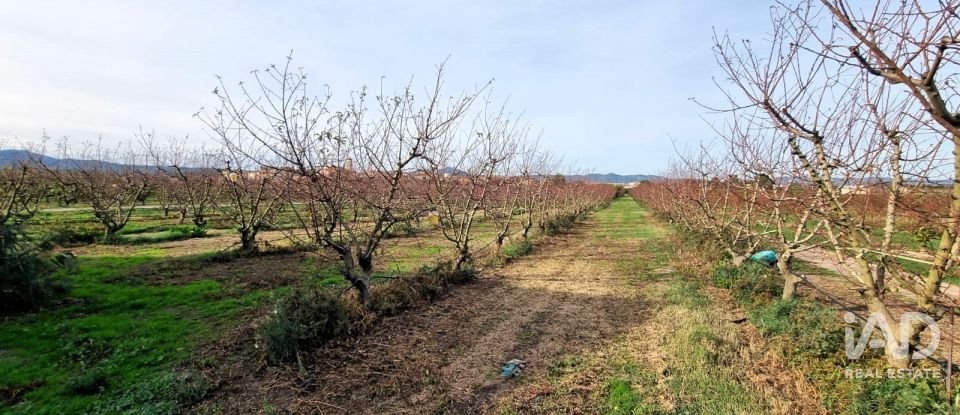 Terreno agricola de 13.039 m² en Benissanet (43747)