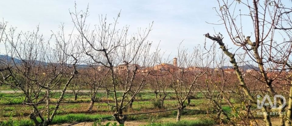 Terreno agricola de 13.039 m² en Benissanet (43747)