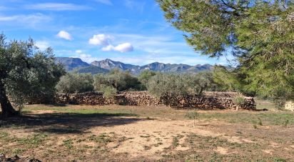 Land of 13,898 m² in Tivissa (43746)
