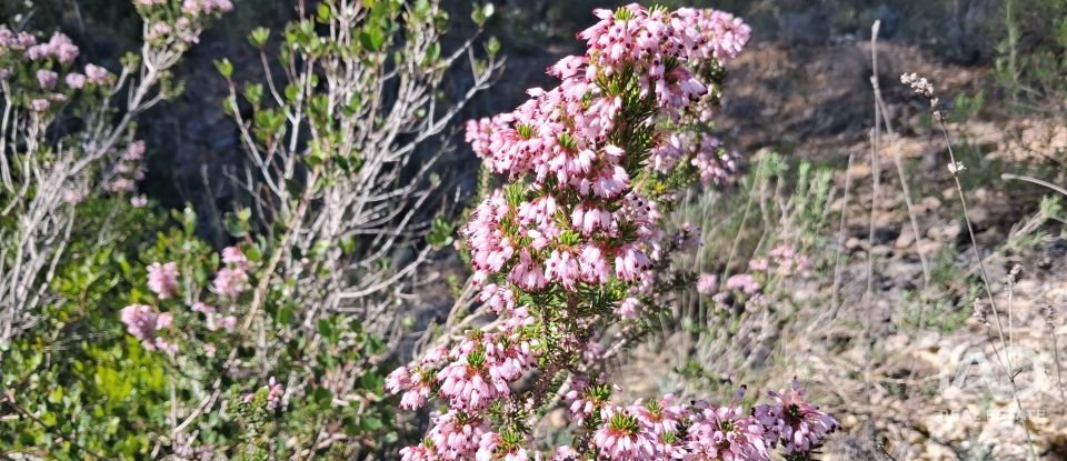 Land of 13,898 m² in Tivissa (43746)