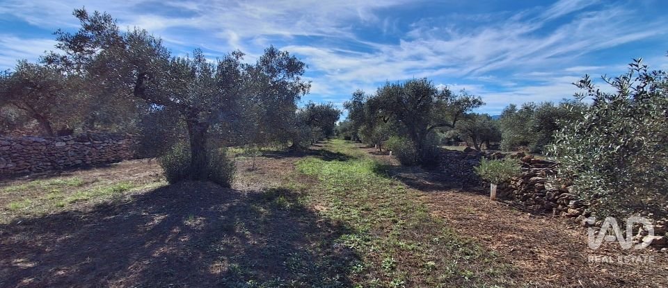 Land of 13,898 m² in Tivissa (43746)