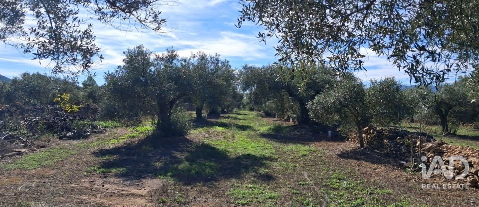 Land of 13,898 m² in Tivissa (43746)