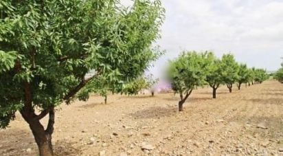 Farm land of 38,740 m² in Alcanara (30813)