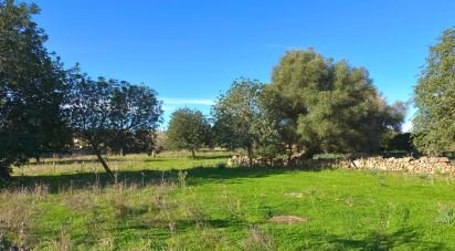 Terreno de 14.172 m² en Santa Margalida (07450)