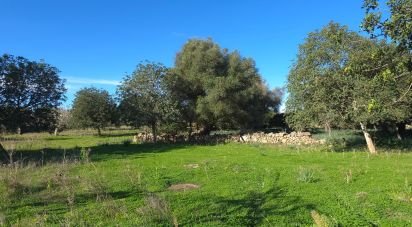 Terreno de 14.172 m² en Santa Margalida (07450)