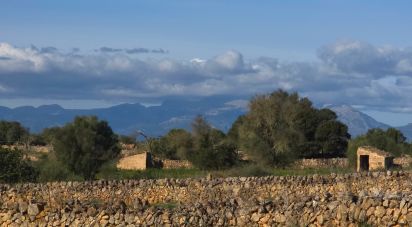 Land of 14,125 m² in Santa Margalida (07450)