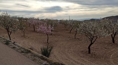 Farm land of 38,740 m² in Alcanara (30813)